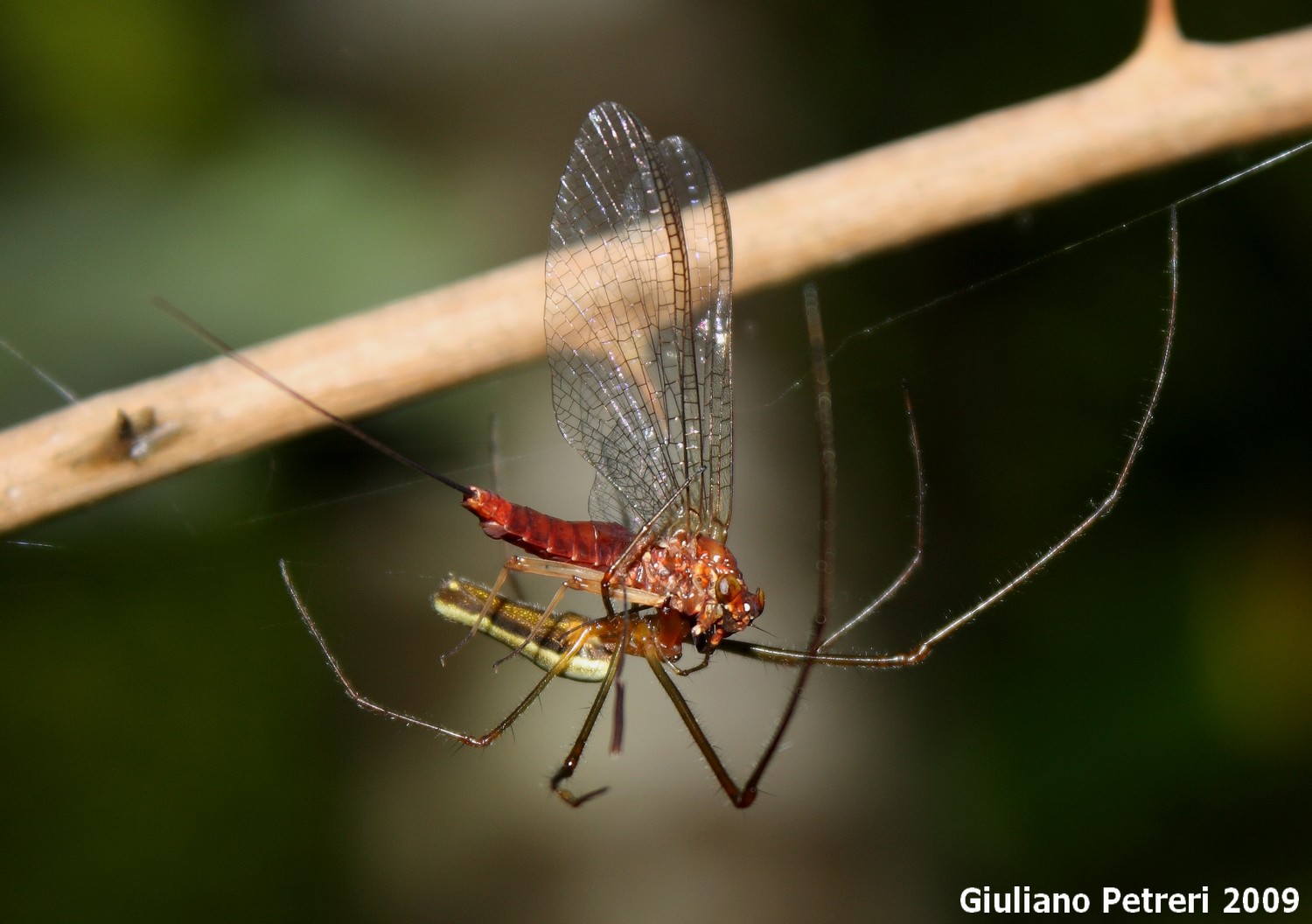 Tetragnatha sp.