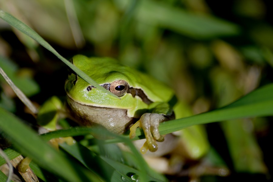 raganella invernale - Hyla intermedia