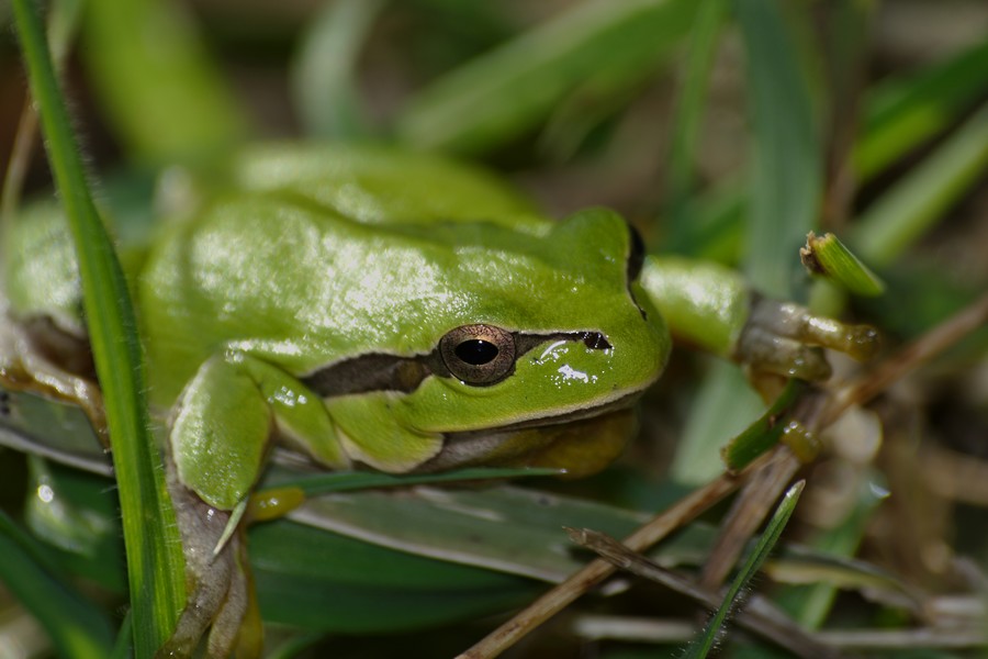 raganella invernale - Hyla intermedia