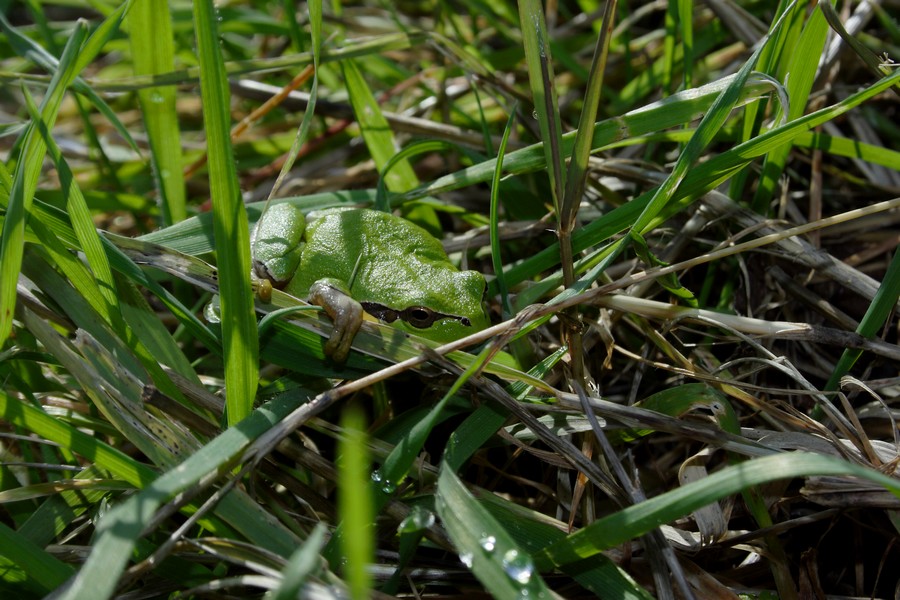 raganella invernale - Hyla intermedia