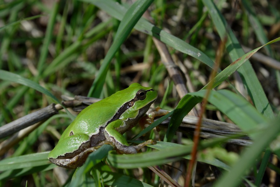 raganella invernale - Hyla intermedia
