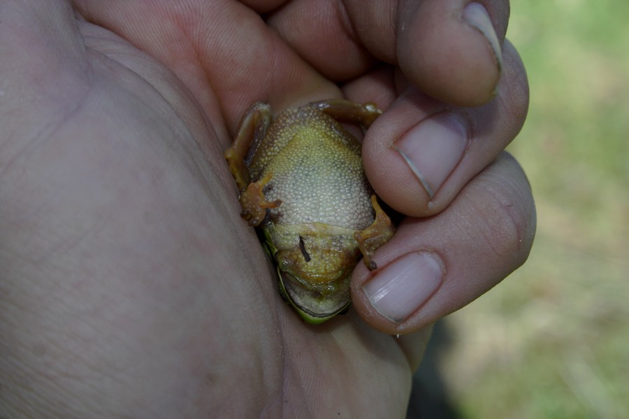 raganella invernale - Hyla intermedia