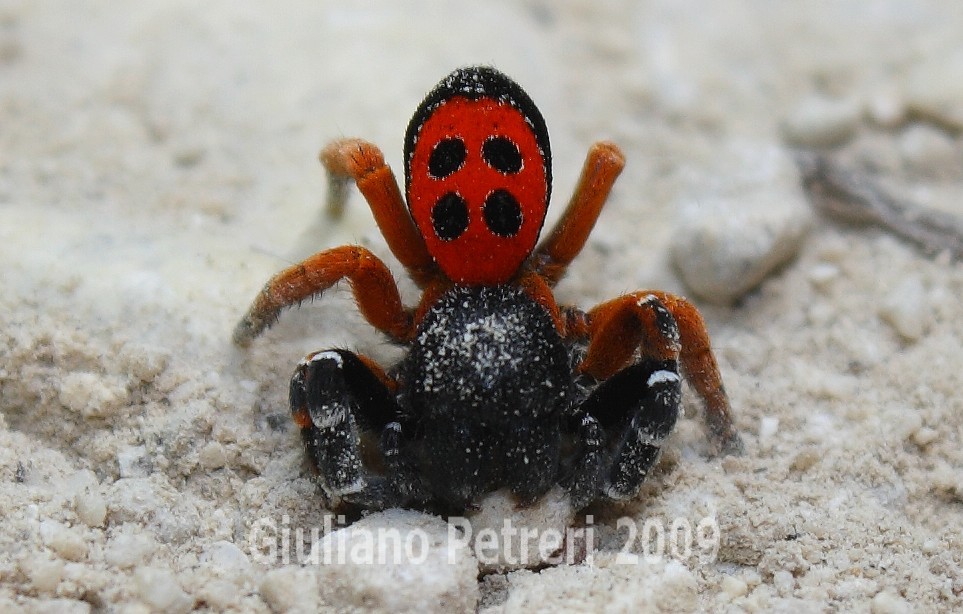 Eresus sp.