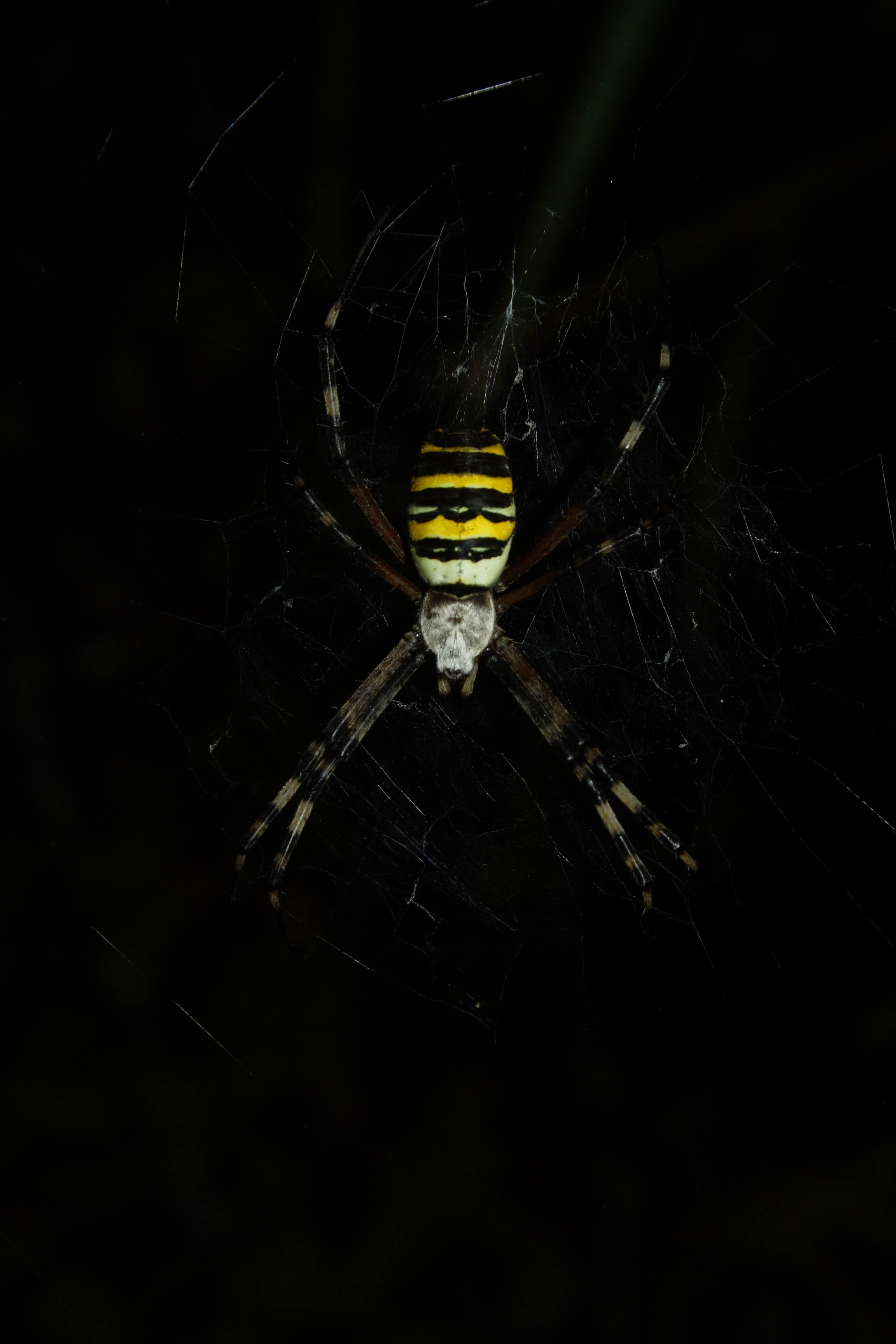 Argiope bruennichi