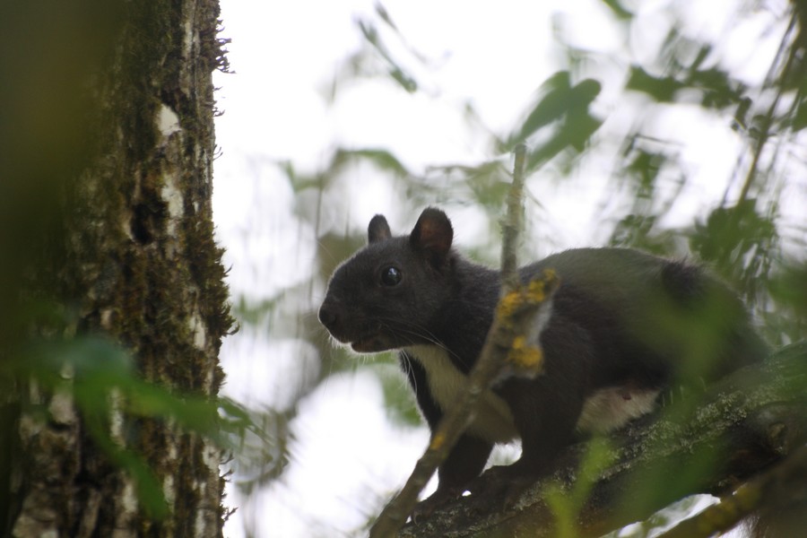 Sciurus vulgaris: Abruzzo