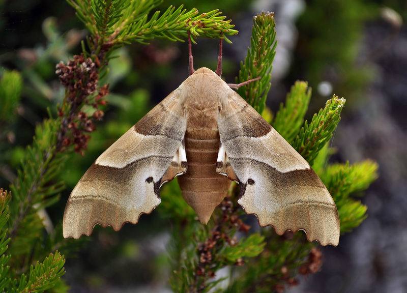identificazione strana farfalla - Marumba quercus