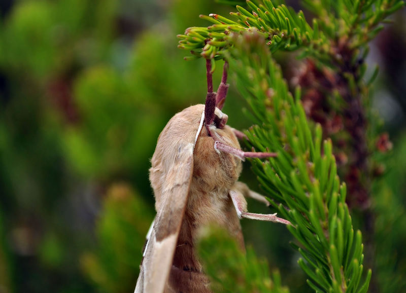 identificazione strana farfalla - Marumba quercus