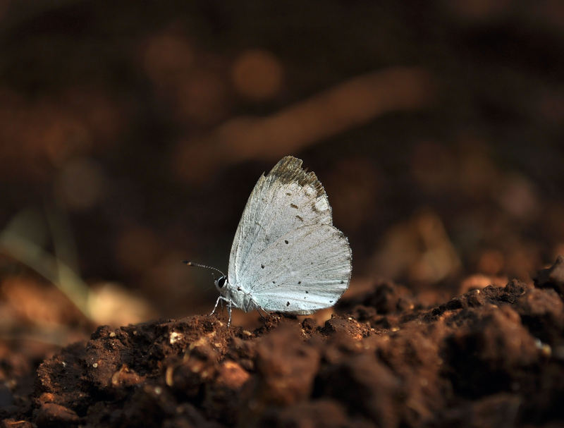 identificzione licenide