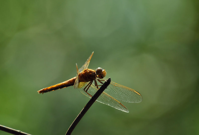 Libellule