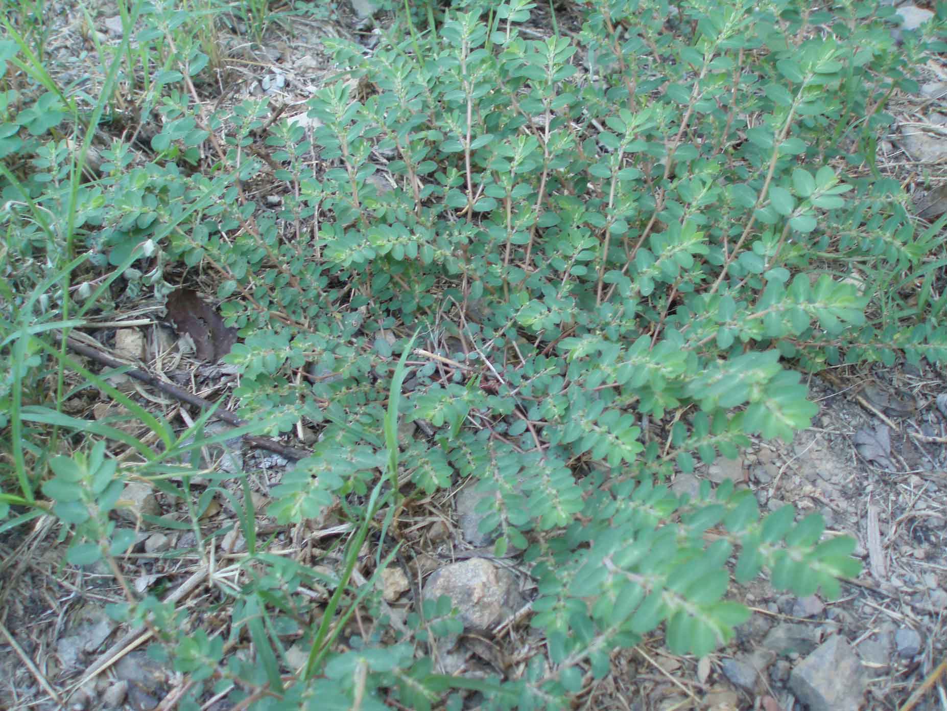 Chamaesyce prostrata