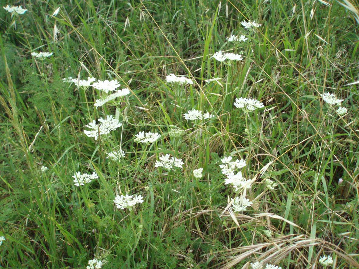 Orlaya grandiflora