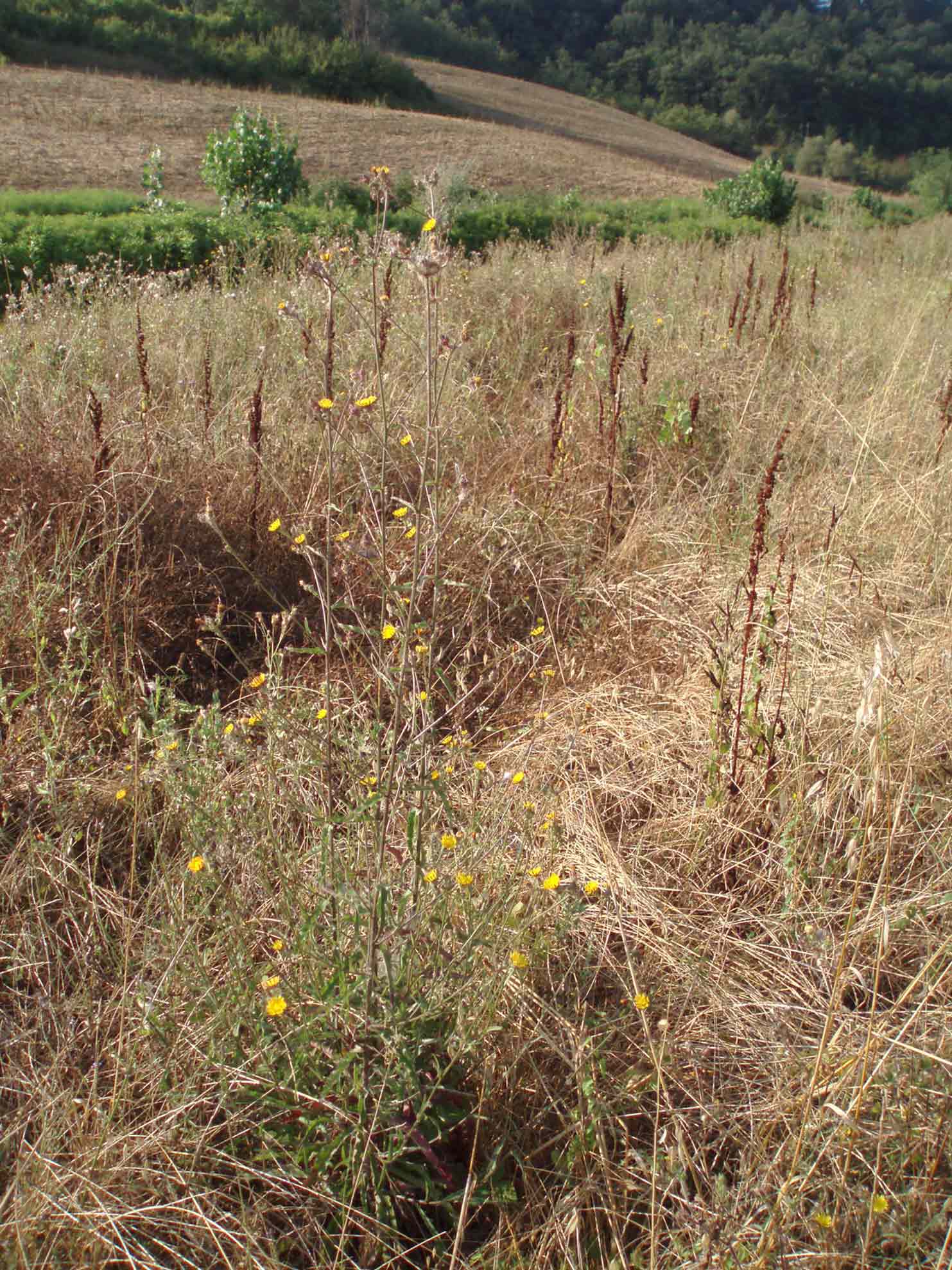 Picris hieracioides...fuori dal normale...