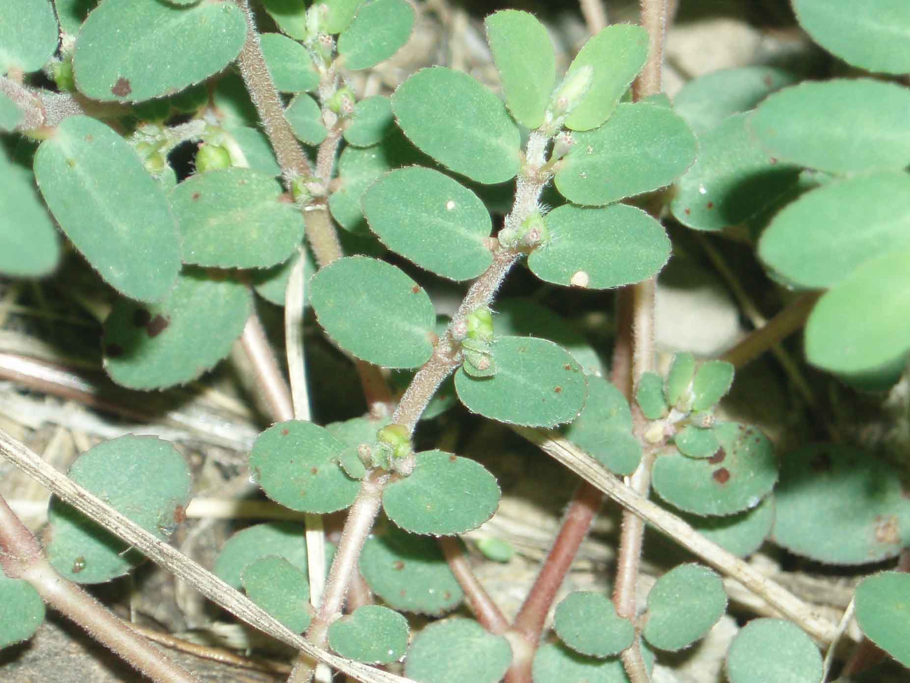 Chamaesyce prostrata
