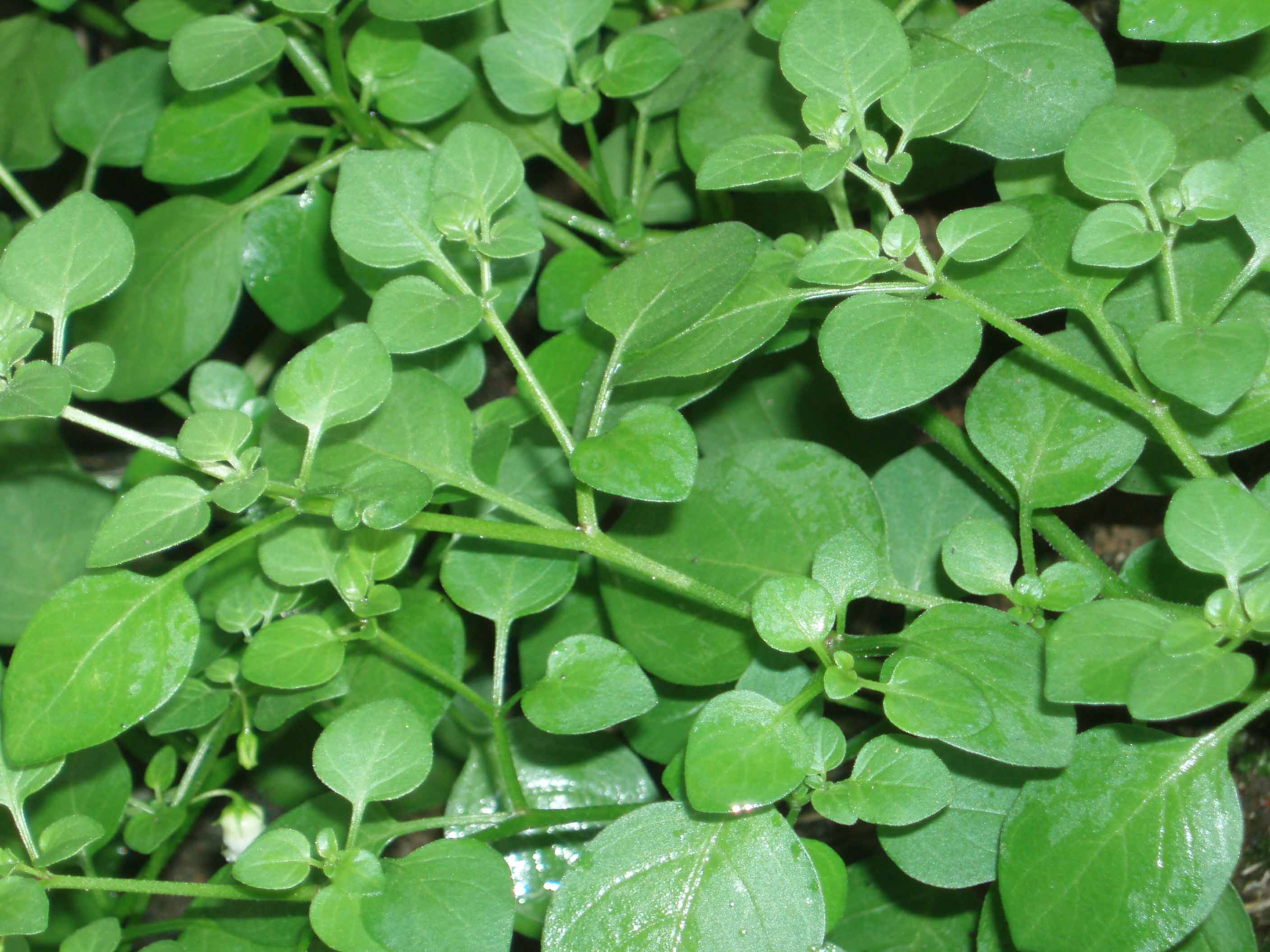 Salpichroa origanifolia / Salpicroa