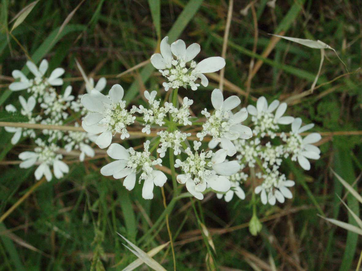 Orlaya grandiflora