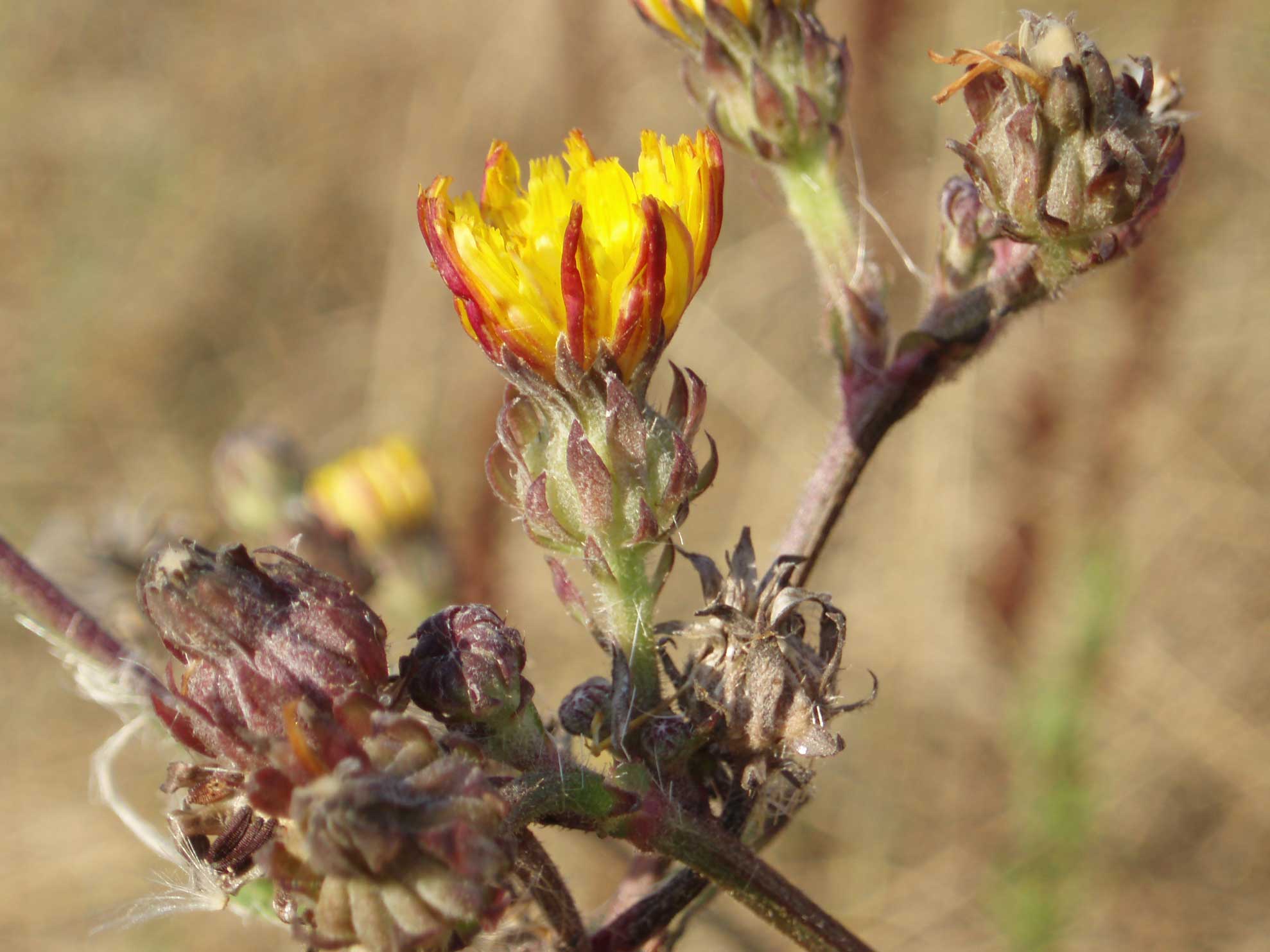 Picris hieracioides...fuori dal normale...