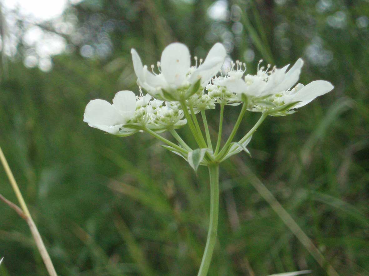 Orlaya grandiflora