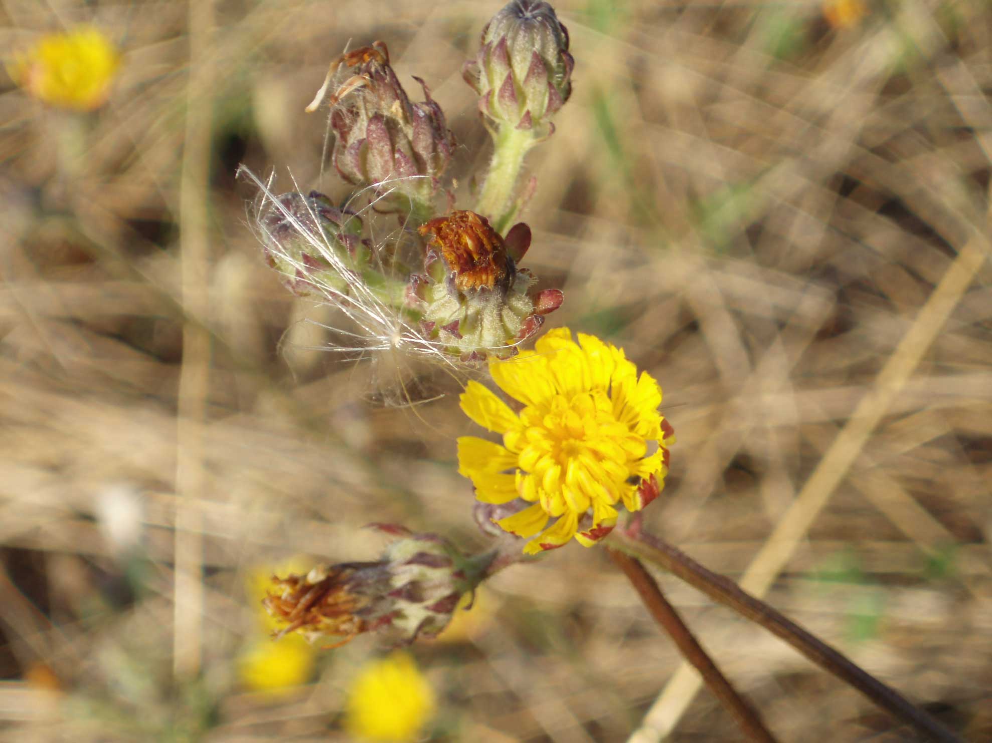 Picris hieracioides...fuori dal normale...