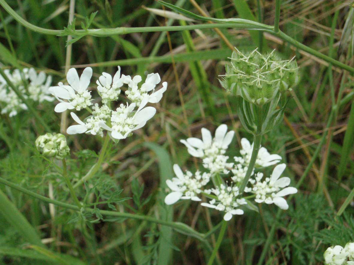Orlaya grandiflora