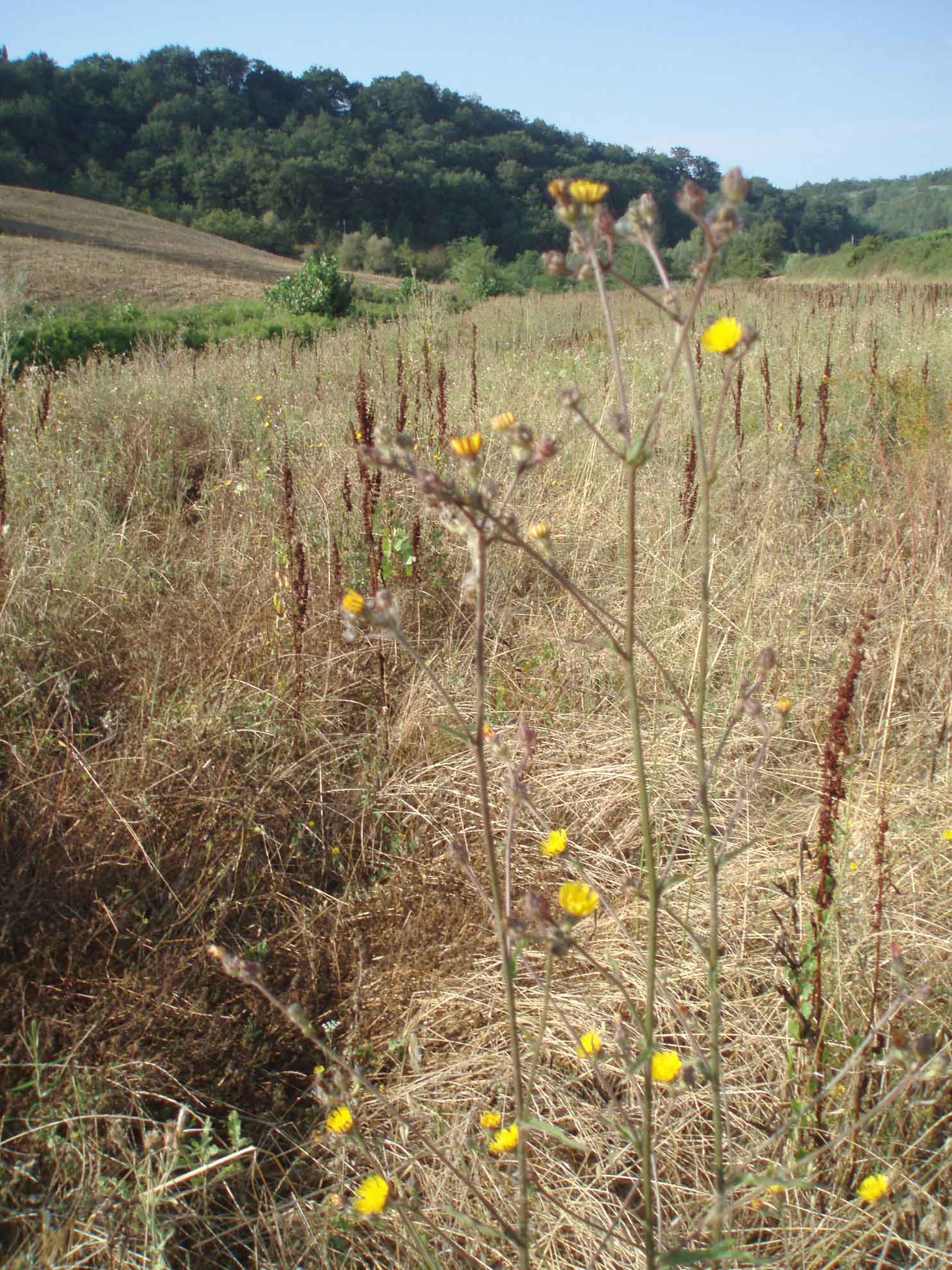 Picris hieracioides...fuori dal normale...