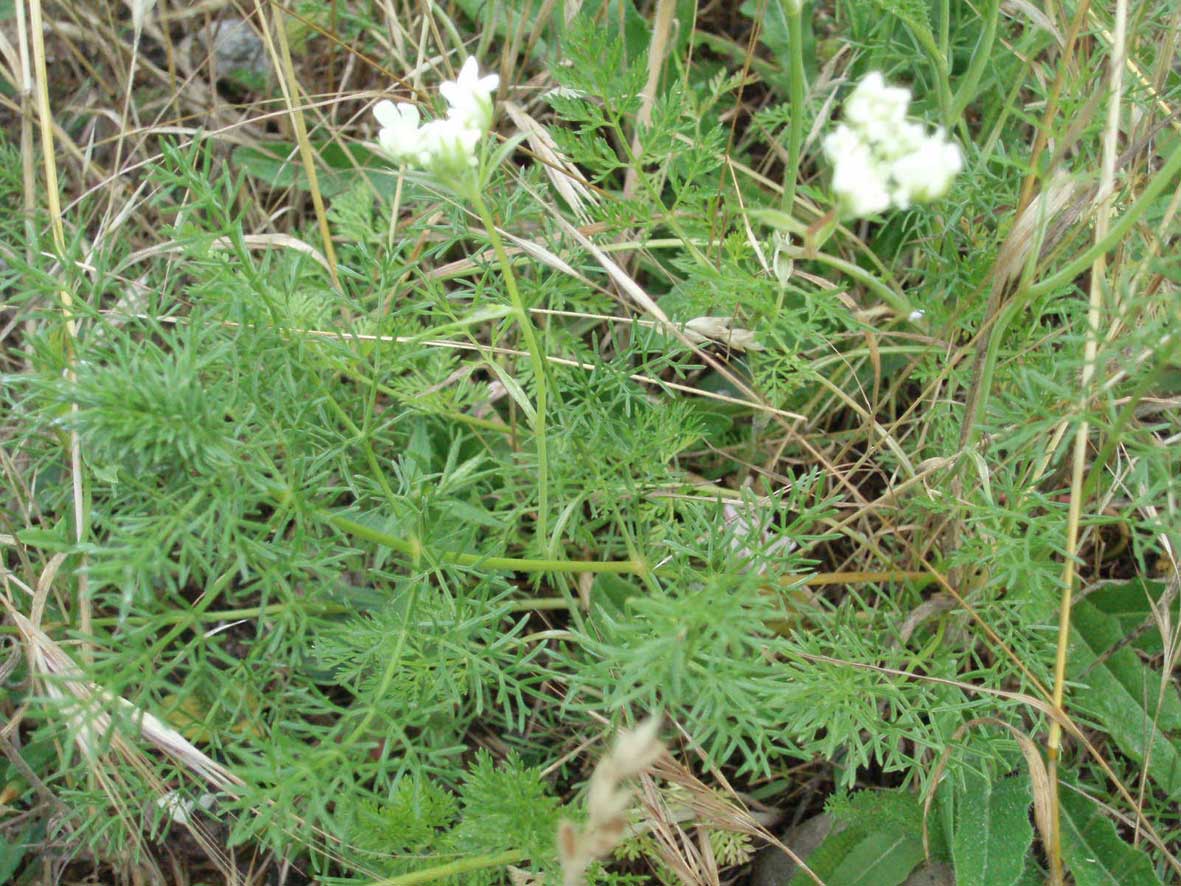 Orlaya grandiflora