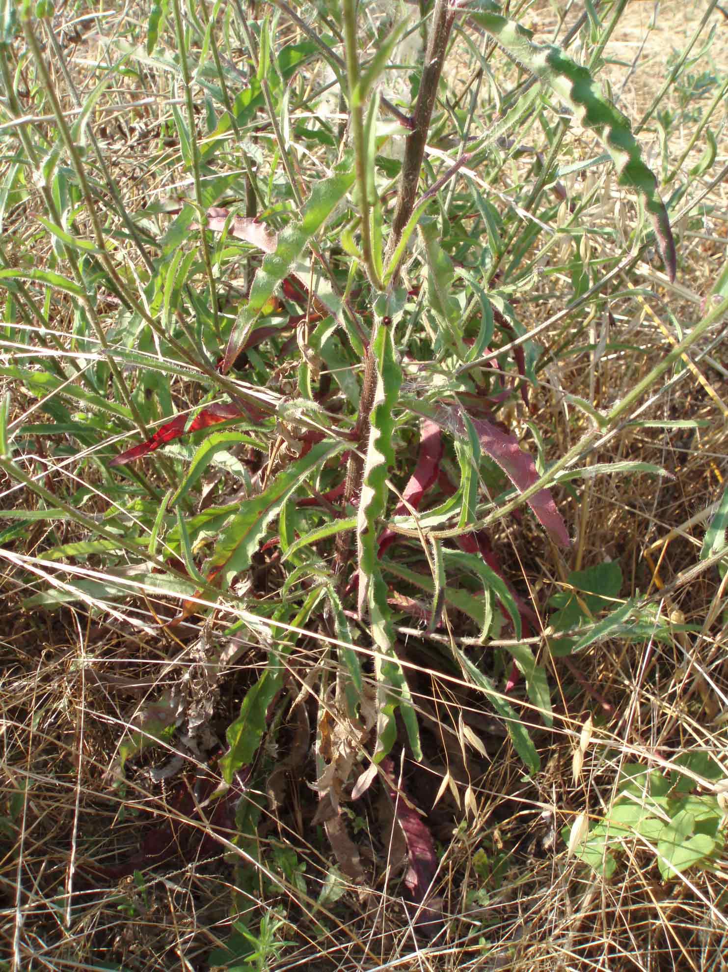 Picris hieracioides...fuori dal normale...