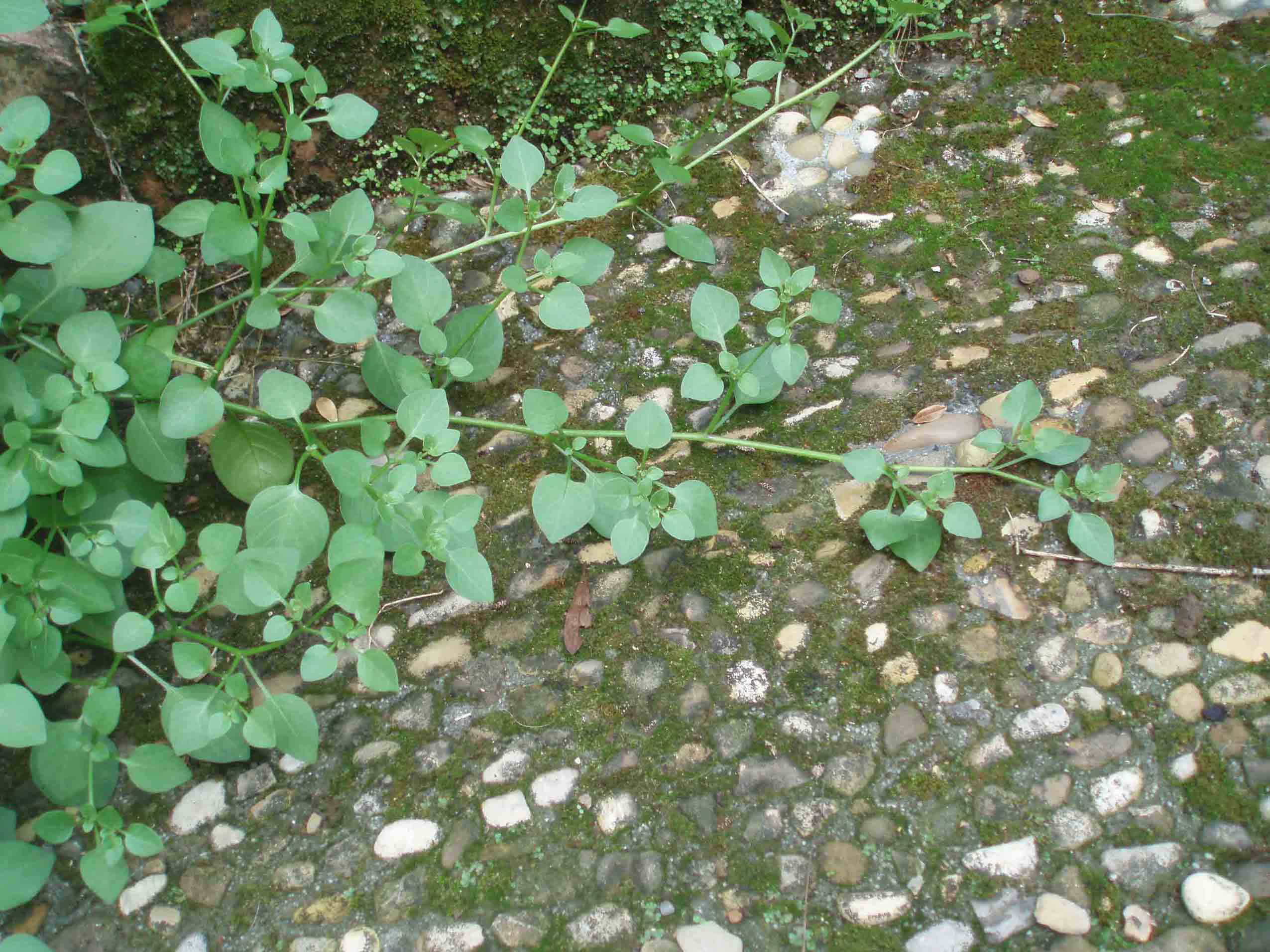 Salpichroa origanifolia / Salpicroa