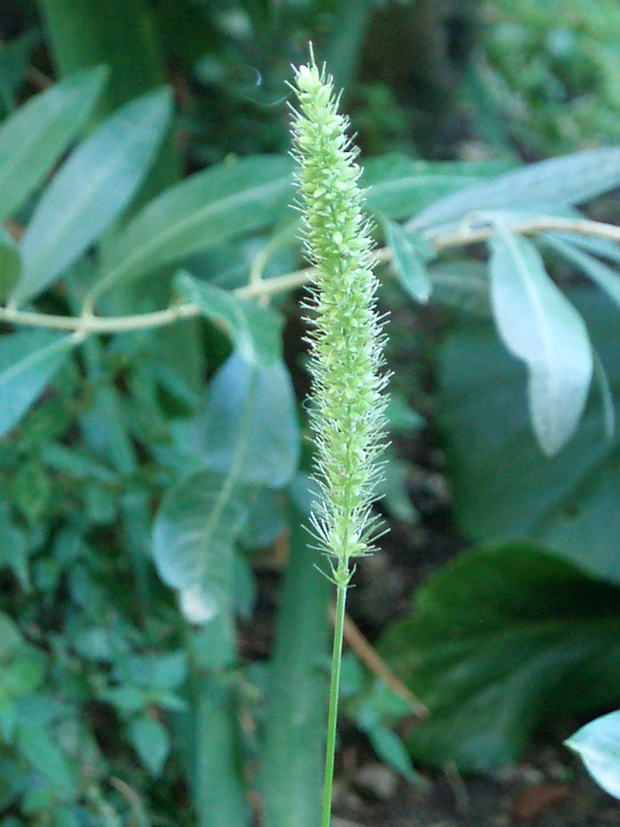 Setaria verticillata