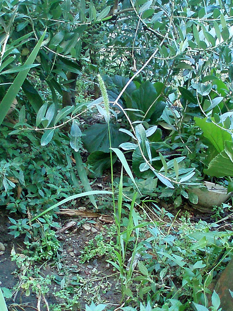 Setaria verticillata