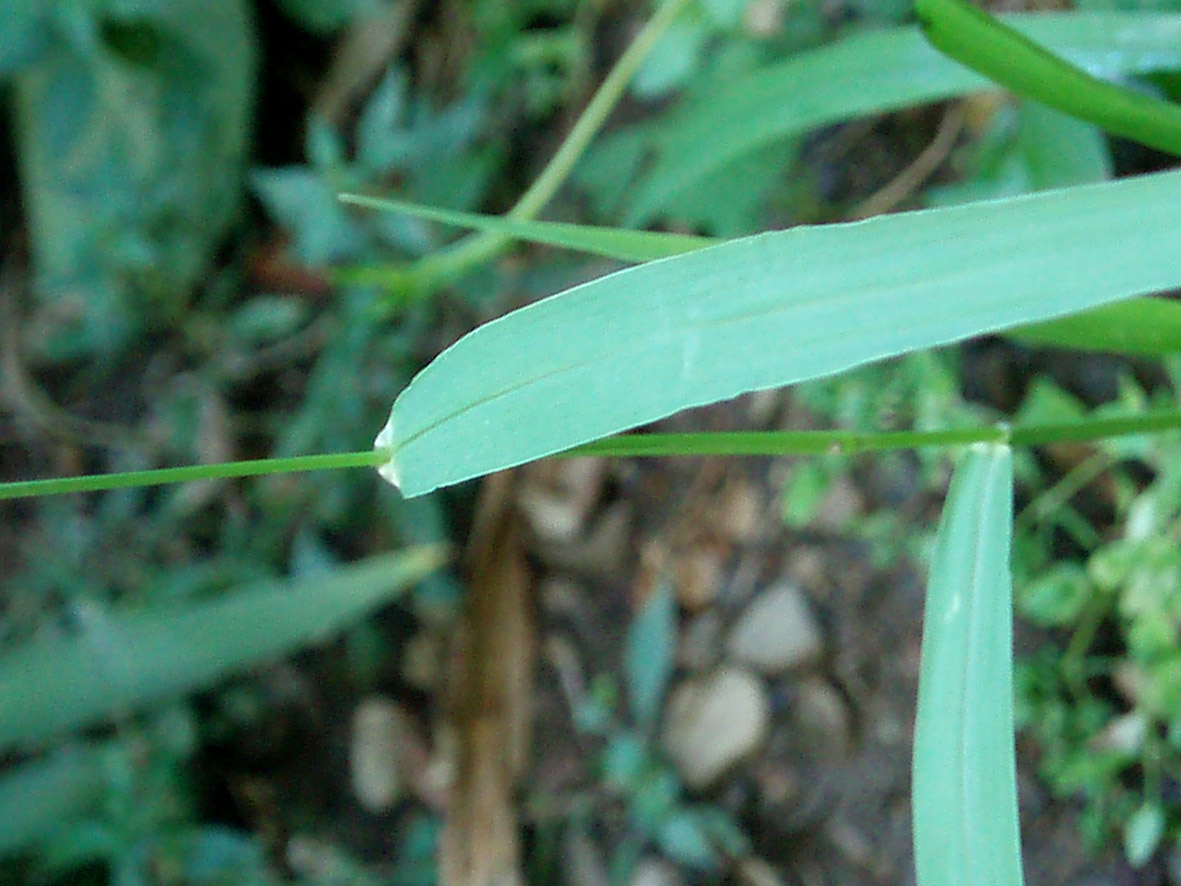 Setaria verticillata