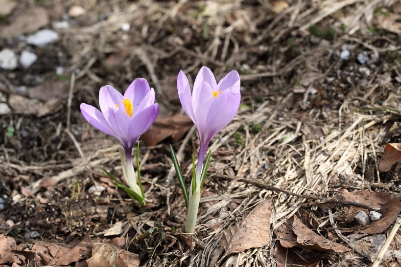 Crocus neglectus Peruzzi & Carta