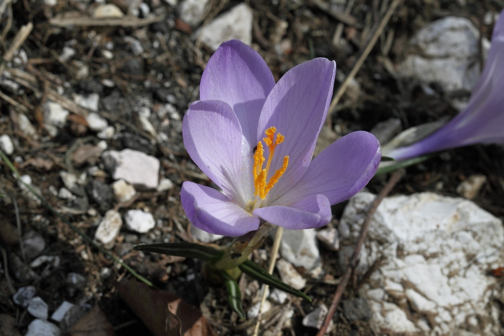 Crocus neglectus Peruzzi & Carta