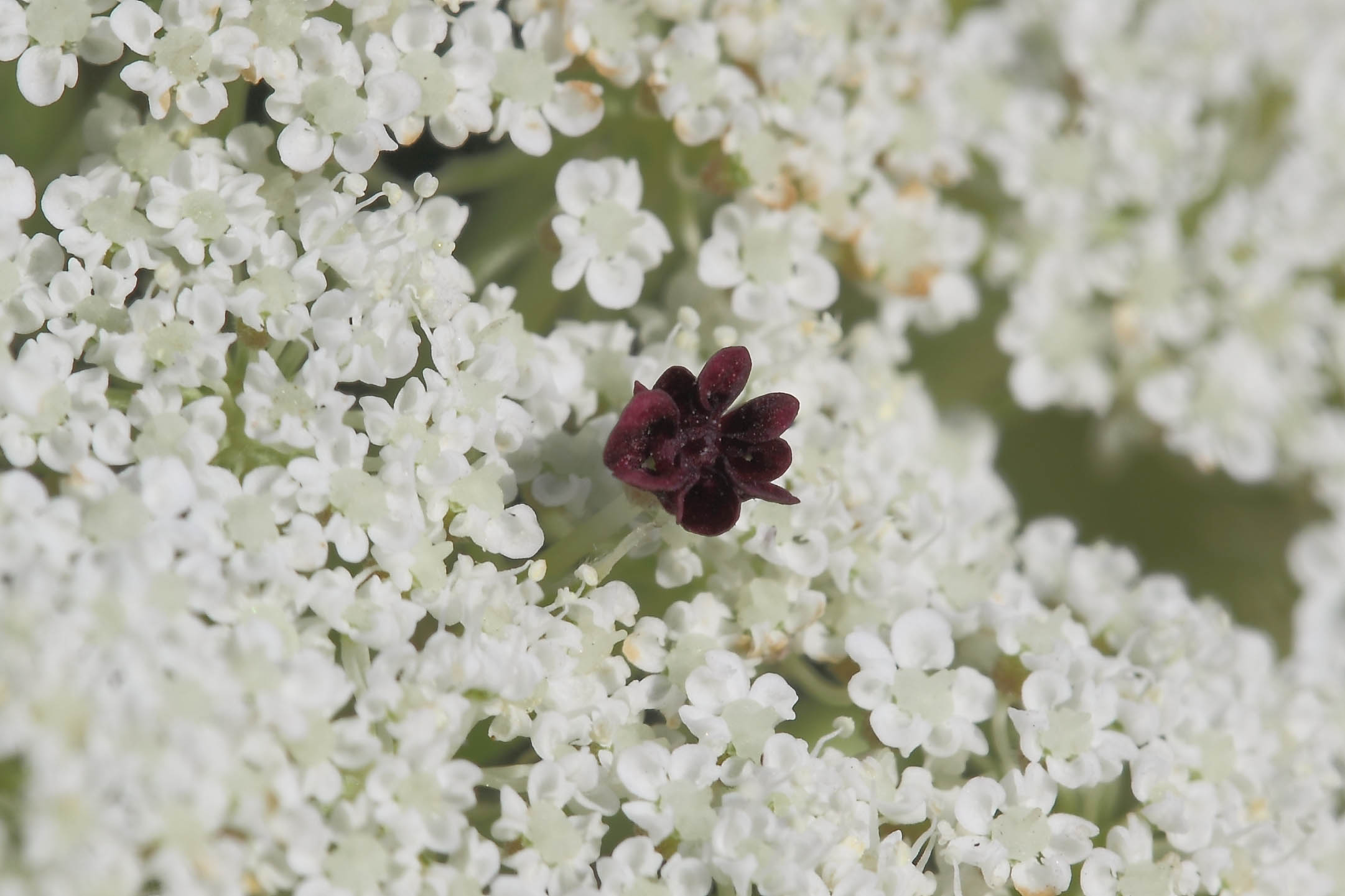Apiacea da determinare