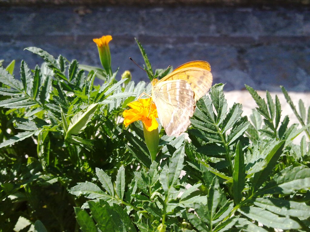 Farfalla arancione