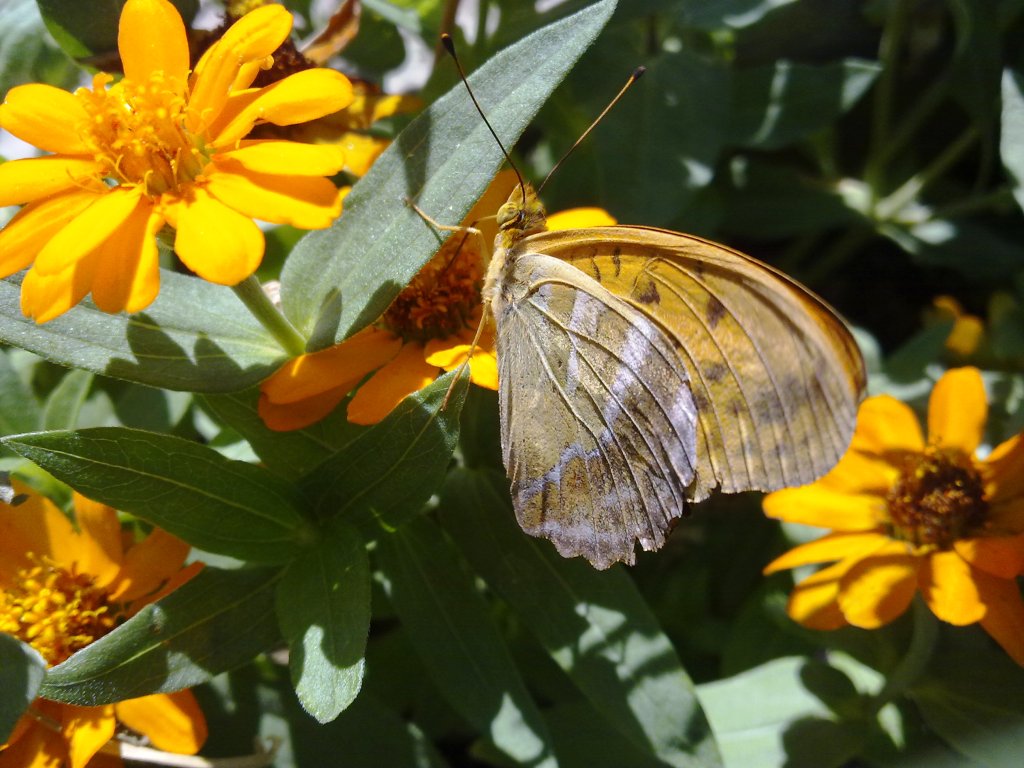 Farfalla arancione