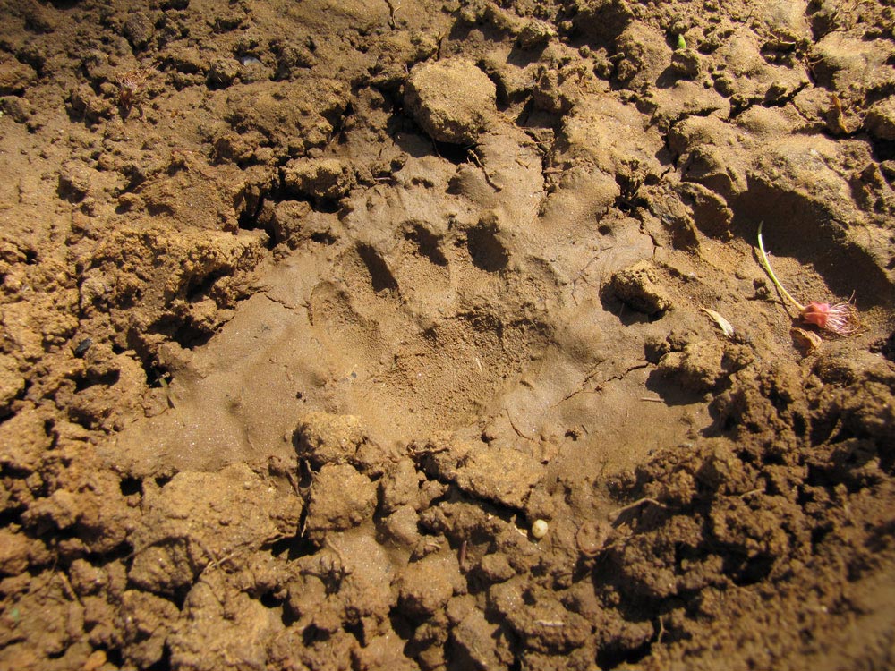 Tracce da identificare - Piemonte