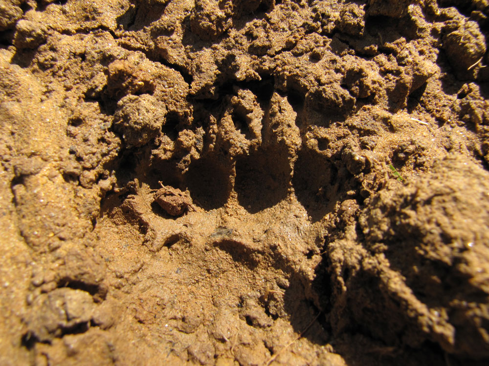 Tracce da identificare - Piemonte