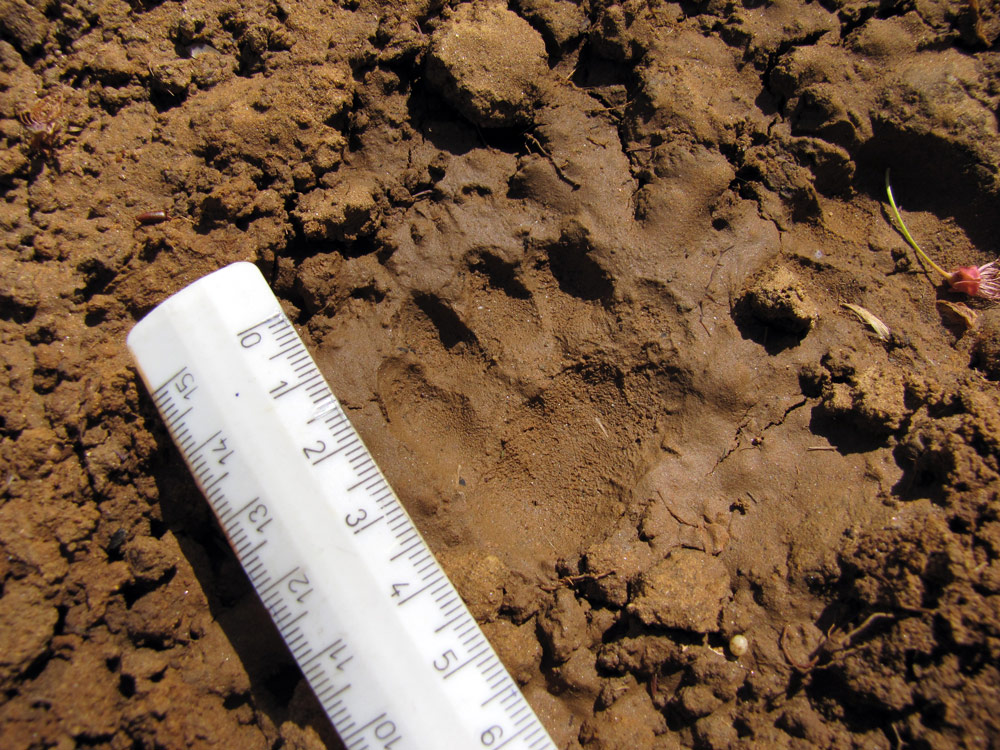 Tracce da identificare - Piemonte