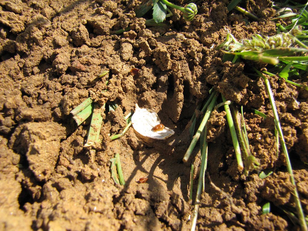 Tracce da identificare - Piemonte