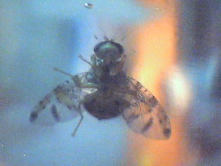 Ceratitis capitata