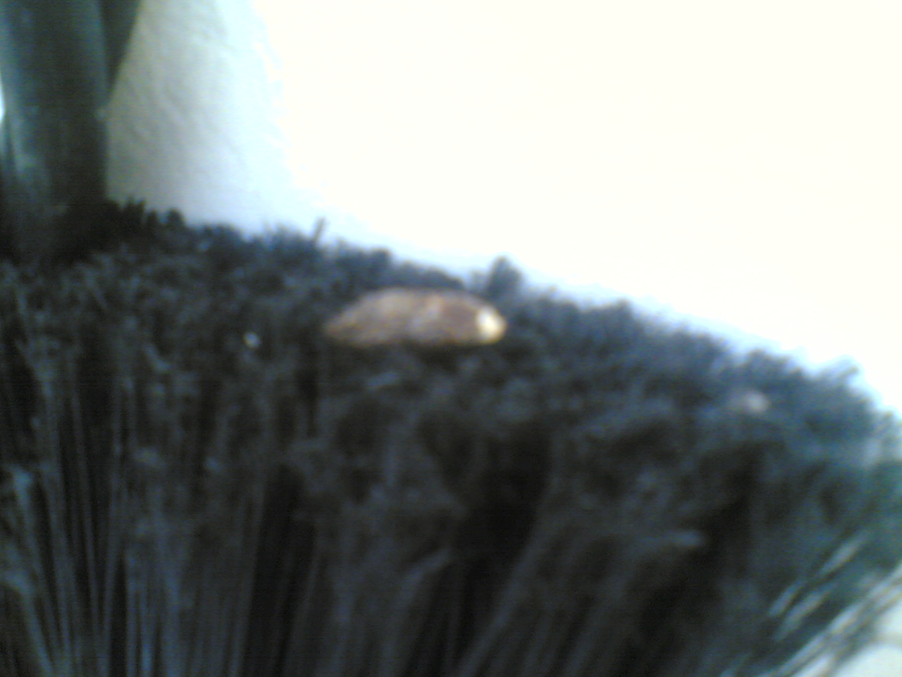 Che animale c''�? Ratto?