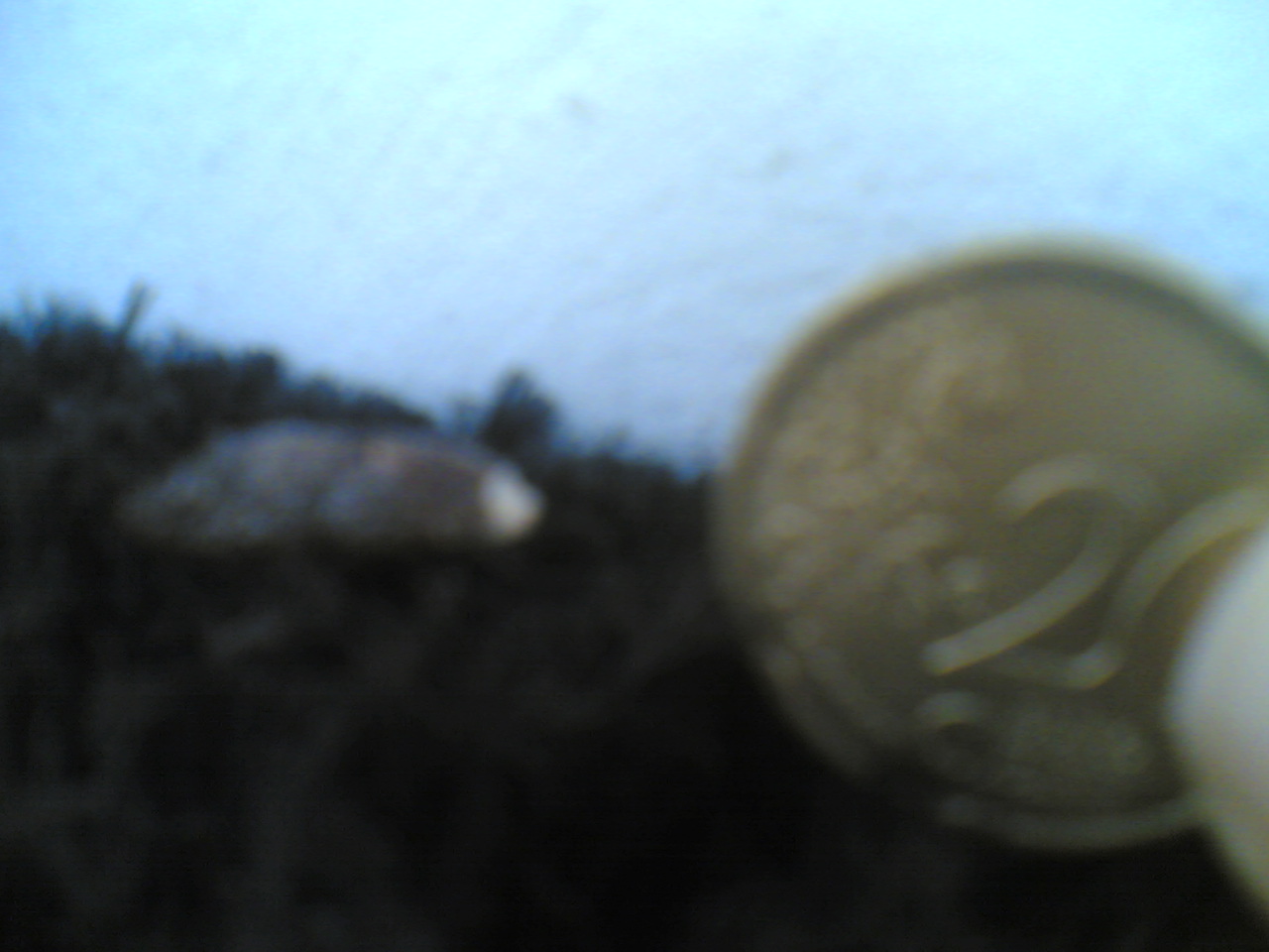 Che animale c''�? Ratto?