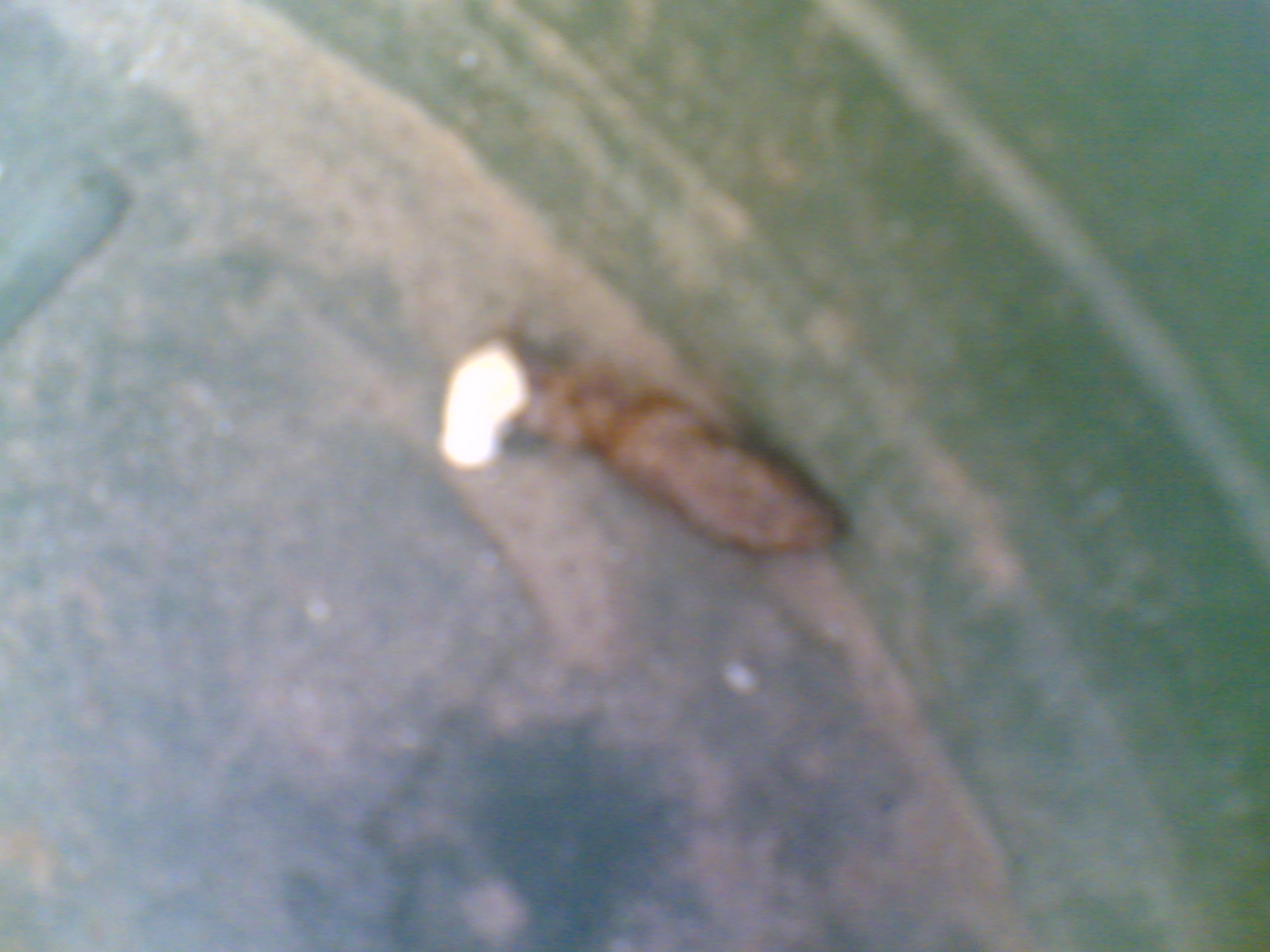 Che animale c''�? Ratto?