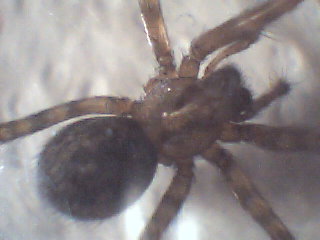 Agelenidae: Malthonica sp. o Tegenaria sp.