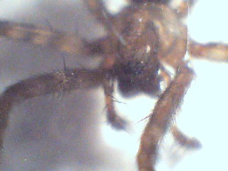 Agelenidae: Malthonica sp. o Tegenaria sp.