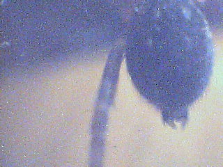 Agelenidae: Malthonica sp. o Tegenaria sp.