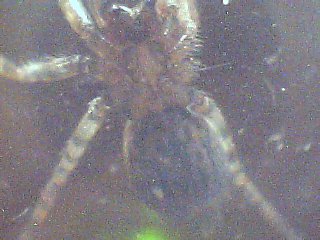 Agelenidae: Malthonica sp. o Tegenaria sp.