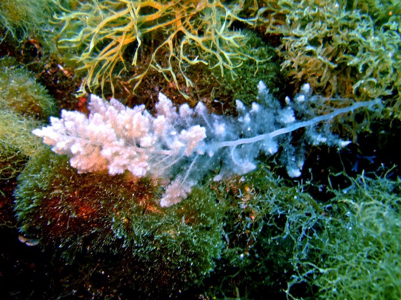 Help (Asparagopsis taxiformis)