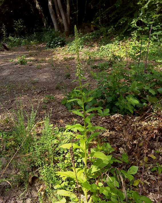 Digitalis micrantha