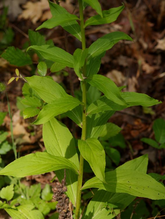 Digitalis micrantha